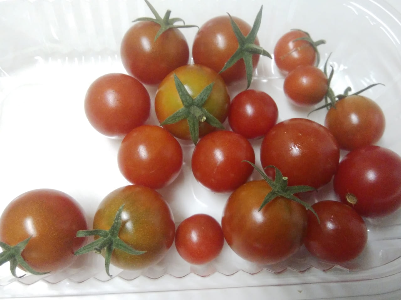 ミニトマト収穫完了